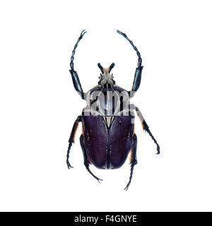 Scarabée Goliath (Goliathus goliathus) isolées contre fond blanc Banque D'Images