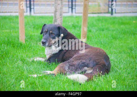 Big lonely street chien sur l'herbe à la triste Banque D'Images