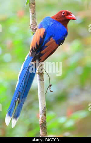 Sri Lanka ou Ceylan Magpie (Urocissa ornata bleue) au Sri Lanka Banque D'Images