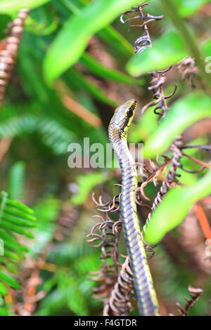 Arbre commun Bronzeback Serpent (Dendrelaphis tristis) au Sri Lanka Banque D'Images