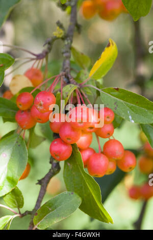 Malus x zumi 'Professeur Sprenger" fruits. Pommes de crabe à l'automne. Banque D'Images