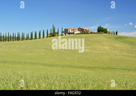 Cyprès le long de la route en milieu rural. La toscane, italie Banque D'Images