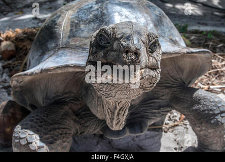 Tortues géantes sur l'île Curieuse, Seychelles Banque D'Images