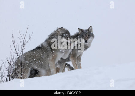 Deux loups dans une tempête de neige, Norvège. Le loup dominant montre ses dents et met sa patte avant sur l'autre loup. (captif) Banque D'Images