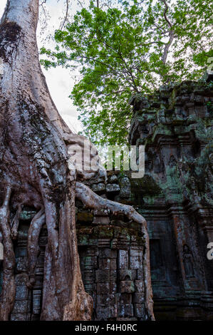 Arbre aux racines assis sur Stone temple Ta Prohm Banque D'Images