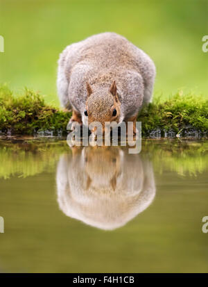 L'Écureuil gris (Sciurus carolinensis) boire de l'étang des bois Banque D'Images