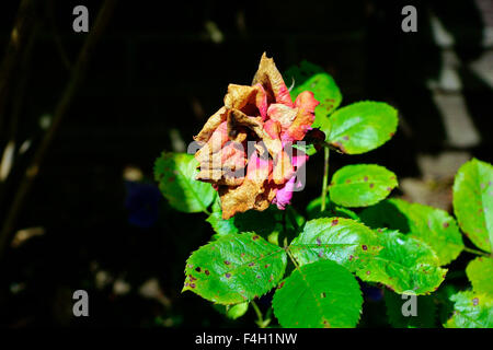 ROSE EN TRAIN DE MOURIR Banque D'Images