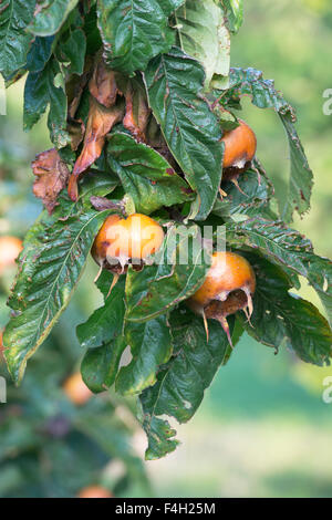 Mespilus germanica. Néflier. Fruit Nottingham sur l'arbre en automne Banque D'Images