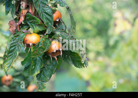 Mespilus germanica. Néflier. Fruit Nottingham sur l'arbre en automne Banque D'Images