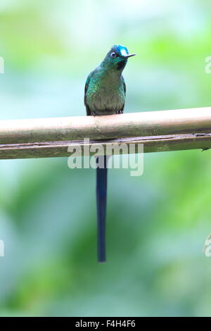 Long-tailed Sylph (Aglaiocercus kingi) en Equateur Banque D'Images