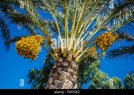 Phoenix dactylifera (date ou date palm) est une espèce de plantes à fleurs de la famille des palmiers Arecaceae, cultivé pour son fruit Banque D'Images