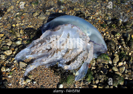 Rhizostoma pulmo échoués sur la plage Banque D'Images