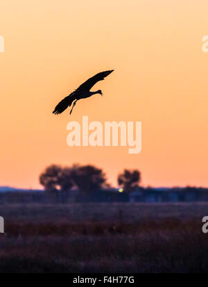 La migration de la Grue en vol au coucher du soleil, Monte Vista National Wildlife Refuge, Colorado, USA Banque D'Images