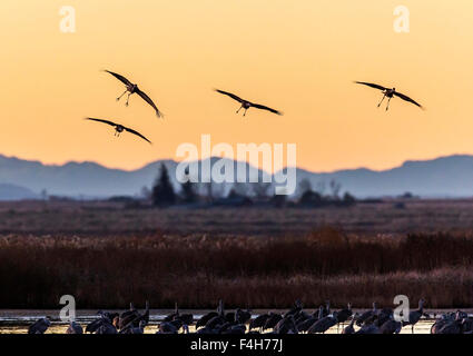 La migration de la Grue en vol au coucher du soleil, Monte Vista National Wildlife Refuge, Colorado, USA Banque D'Images