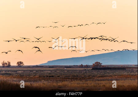 La migration de la Grue en vol au coucher du soleil, Monte Vista National Wildlife Refuge, Colorado, USA Banque D'Images