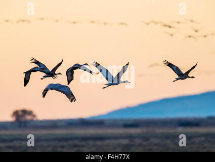 La migration de la Grue en vol au coucher du soleil, Monte Vista National Wildlife Refuge, Colorado, USA Banque D'Images