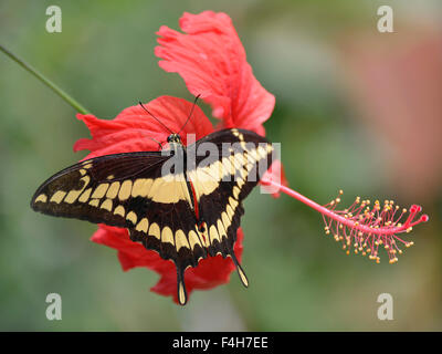 Le roi Swallowtail butterfly on flower Banque D'Images