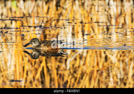 Le Canard souchet Canard natation au lever du soleil, Monte Vista National Wildlife Refuge, Colorado, USA Banque D'Images