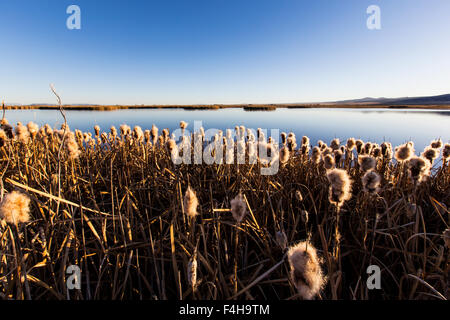 Les quenouilles poussent le long d'étangs du Monte Vista National Wildlife Refuge, centre du Colorado, USA Banque D'Images