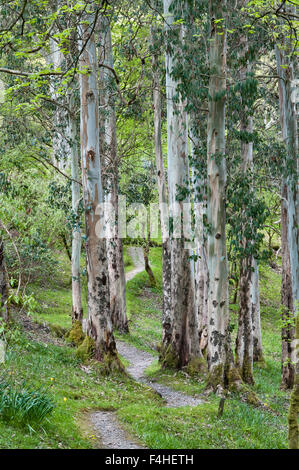 Jardin Crarae, près de Inveraray, Argyll, Scotland, UK. Un spectaculaire jardin boisé au-dessus du Loch Fyne. Au printemps les eucalyptus Banque D'Images