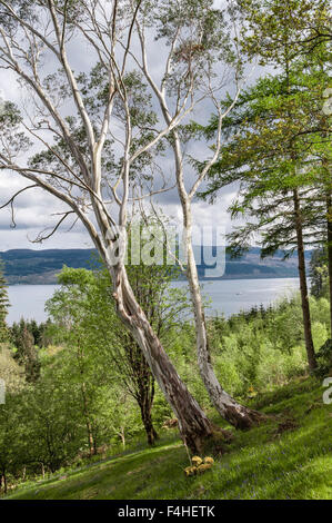 Jardin Crarae, près de Inveraray, Argyll, Scotland, UK. Un spectaculaire jardin boisé au-dessus du Loch Fyne. Au printemps les eucalyptus Banque D'Images