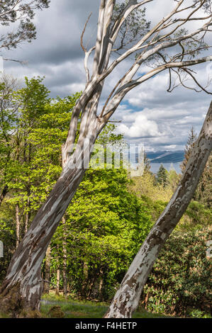 Jardin Crarae, près de Inveraray, Argyll, Scotland, UK. Un spectaculaire jardin boisé au-dessus du Loch Fyne. Au printemps les eucalyptus Banque D'Images