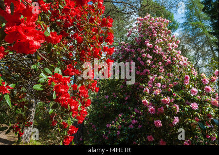 Jardin Crarae, près de Inveraray, Argyll, Scotland, UK. Un spectaculaire jardin boisé au-dessus du Loch Fyne. Rhododendrons au printemps Banque D'Images