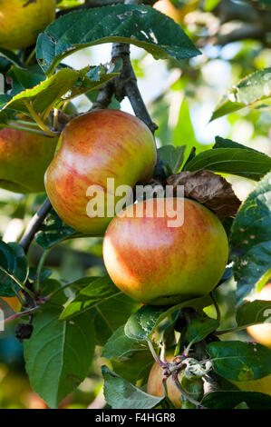 Les pommes de la variété Orange Blenheim poussant sur un arbre. Banque D'Images