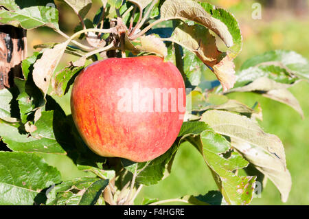 Une pomme de la variété croissante des semis de la mousse sur un arbre. Banque D'Images