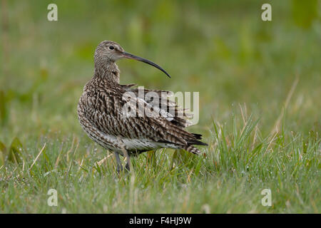 Rare curlis eurasien / Grosser Brachvogel ( Numenius arquata ) sous la pluie sur une prairie naturelle regardant en arrière, faune, Europe. Banque D'Images