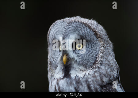 Close-up tête portrait de Strix nebulosa / Great Grey Owl / Bartkauz / Lapplandeule, les plus grandes espèces de hiboux. Banque D'Images