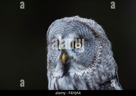 Portrait de tête en gros plan de Strix nebulosa / Great Grey Owl / Bartkauz / Lapplandeule, la plus grande espèce de hiboux, Europe. Banque D'Images