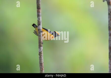 Orange-bellied Euphonia Euphonia xanthogaster () en Equateur Banque D'Images