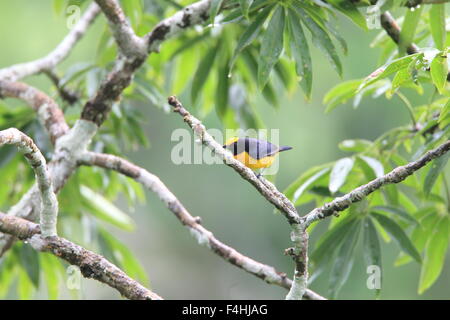 Orange-bellied Euphonia Euphonia xanthogaster () en Equateur Banque D'Images