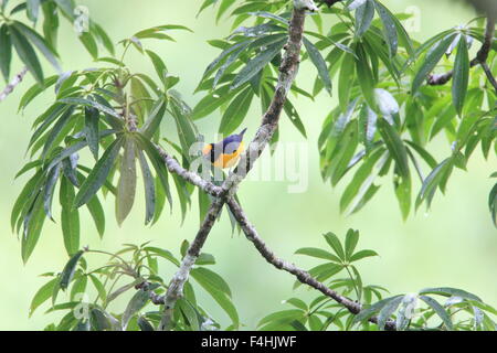 Orange-bellied Euphonia Euphonia xanthogaster () en Equateur Banque D'Images