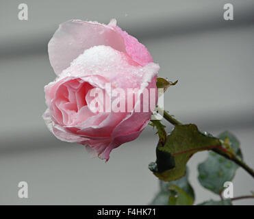 Une rose dans la neige Banque D'Images