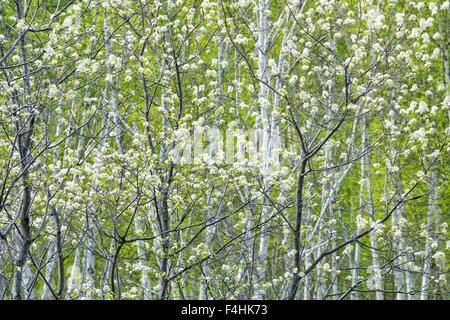 Le cerisier (Prunus pensylvanica) arbre en fleurs, Sudbury, Ontario, Canada. Banque D'Images