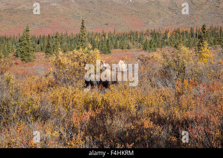 Affichage à partir de Moose Denali Park Road à l'Alaska. Banque D'Images