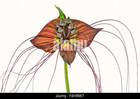 L'usine bat ou Devil flower,Tacca chantrieri les fleurs ressemble à la tête et ailes de chauves-souris Banque D'Images