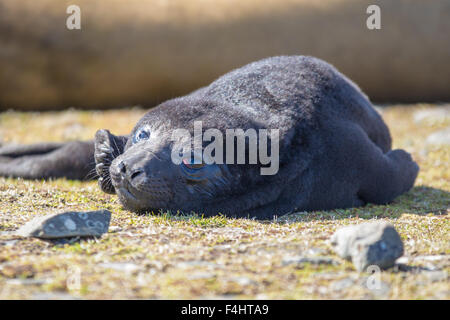 Bébé phoque noir moelleux. L'Éléphant de bébé phoque. Îles Falkland. Banque D'Images