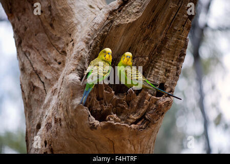 Couple de perruche perroquets sur le nid, l'Australie. Banque D'Images