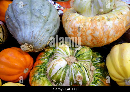 Affichage des courges et citrouilles cahoteuse colorés Banque D'Images