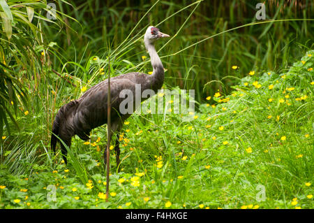 Crane (Grus monacha à capuchon), Woodland Park Zoo, Seattle, Washington Banque D'Images