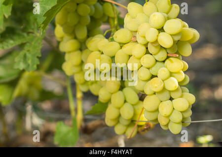 Des grappes de raisin de table blanc mûrs sur vigne. La récolte d'automne fond agricole Banque D'Images