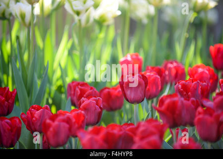 Jardin de tulipes rouges et blanches Banque D'Images