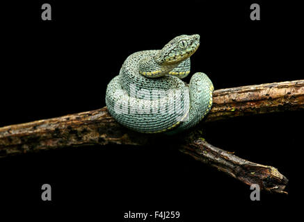 Des juvéniles à rayures deux venimeux (Bothriopsis Pitviper Forêt bilineata), Amazon rainforest, Parc national Yasuni, en Equateur Banque D'Images