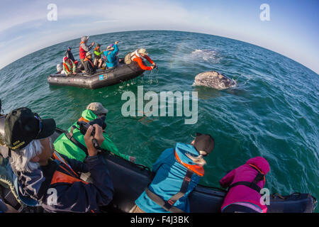 California baleine grise (Eschrichtius robustus), avec les observateurs de baleines excité dans la lagune de San Ignacio, Mexique Banque D'Images