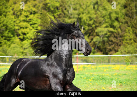 Friesian horse noir avec une longue crinière en automne fond Banque D'Images