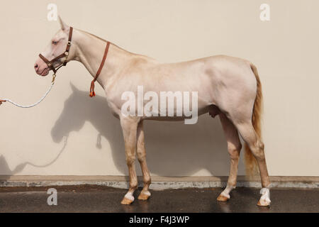 Blue-eyed Cremello cheval akhal-teke Banque D'Images