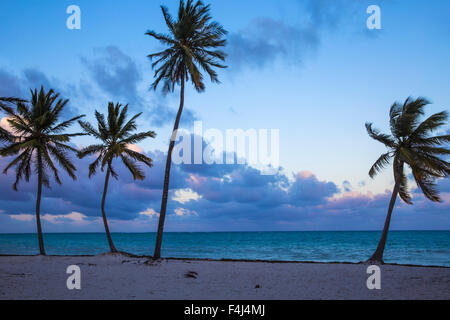 Plage de Cap Cana, Punta Cana, République dominicaine, Antilles, Caraïbes, Amérique Centrale